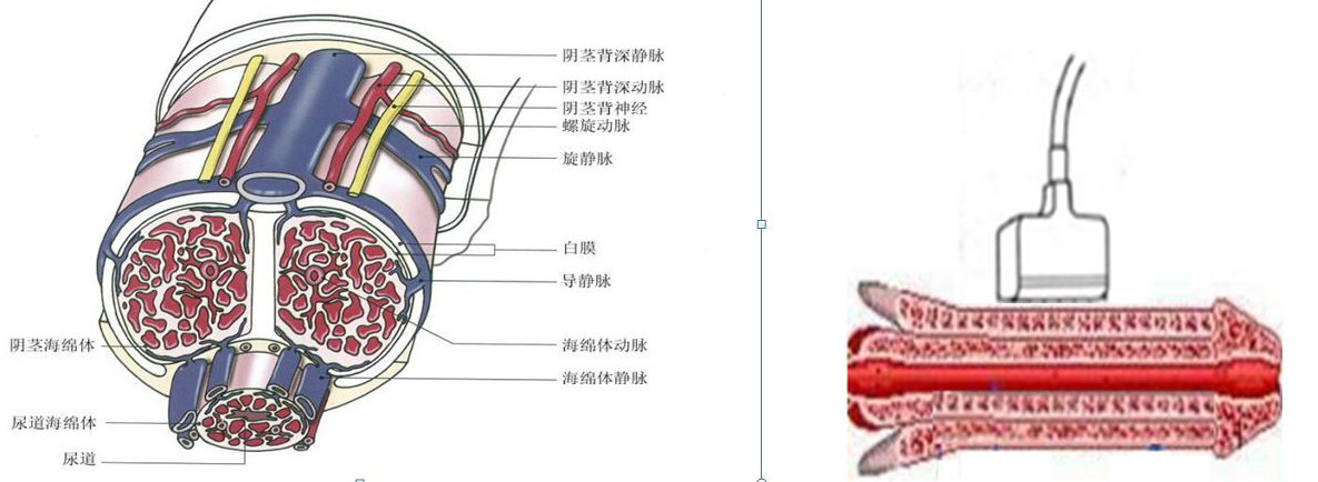 阴茎海绵体注射血管活性药物试验阴茎彩色多普勒超声检查的临床意义
