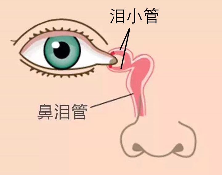 眼泪水和我们滴的眼药水都是通过内眼角的泪小管,鼻泪管排出眼内,通往