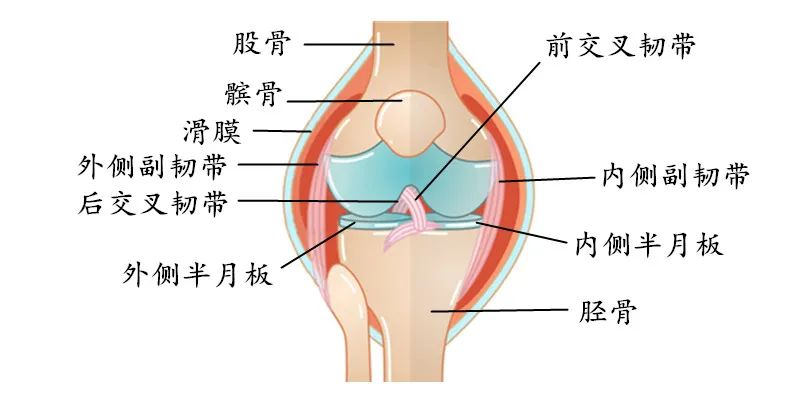 01膝盖前方痛一般表现:膝关节弯曲时膝盖前侧疼痛,影响上下楼,下楼