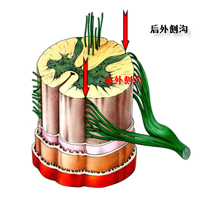 前正中裂两侧有两条浅沟,称前外侧沟,后正中沟两侧有两条后外侧沟.