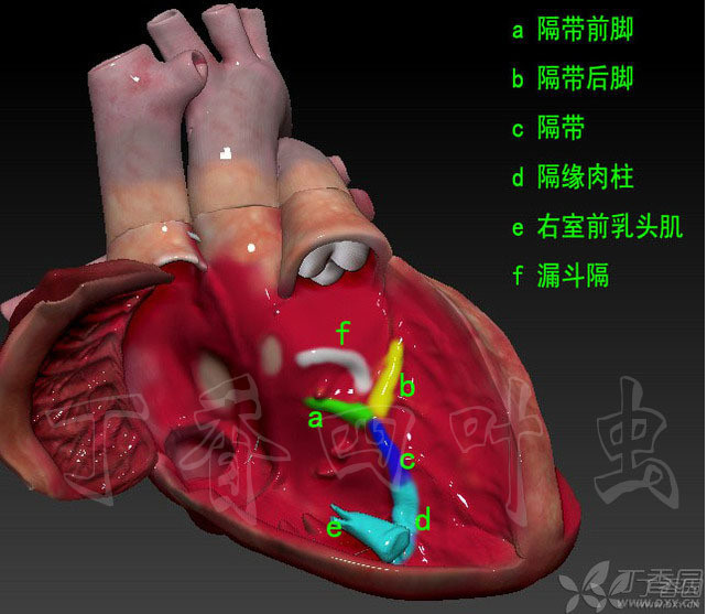 3d心脏解剖