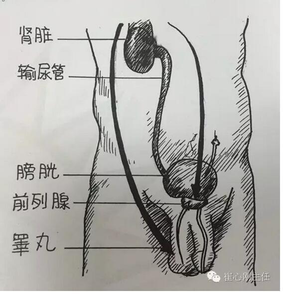 崔心刚 文章列表 >关于前列腺癌,你不得不知道的事   前列腺是男性特