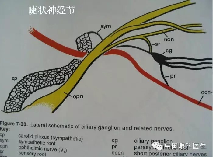 眼眶的解剖(最全面的图文详解)