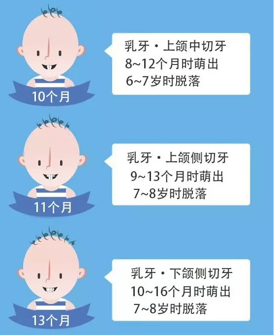 每周一图儿童牙齿的生长发育时间表