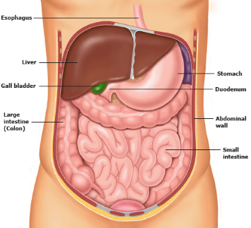一般情况下,当1个或多个腹部器官发生严重问题时就会发生急腹症.
