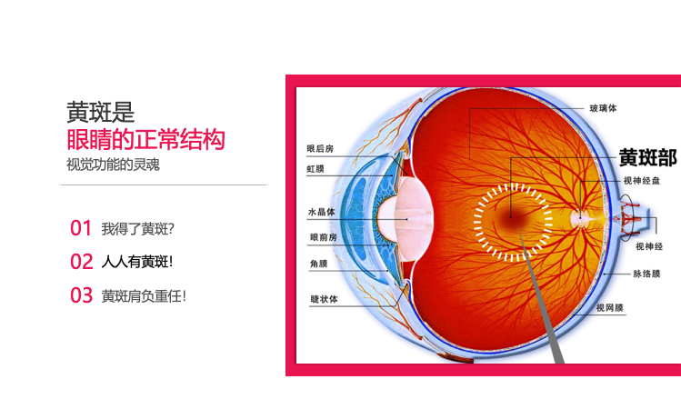 目送——不要让老年性黄斑变性模糊了您的幸福晚年