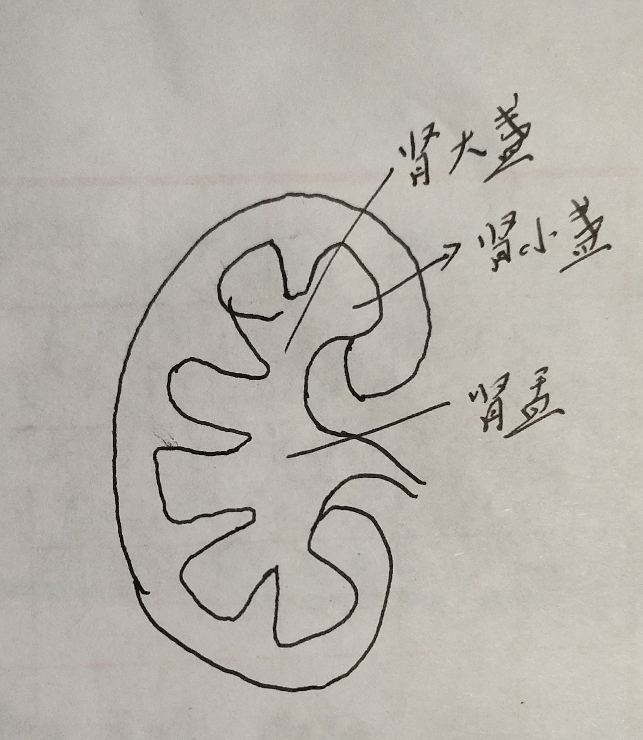 泌尿系解剖简图