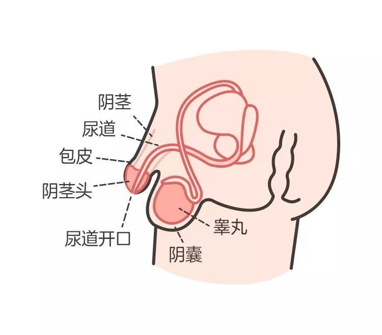 家有小男孩的家长必须了解的几个小秘密