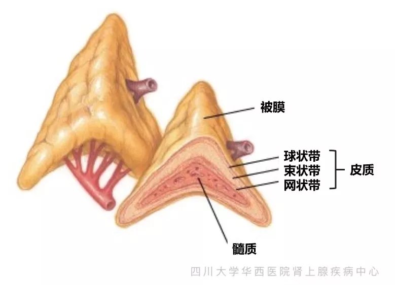 体检发现肾上腺意外瘤怎么办?