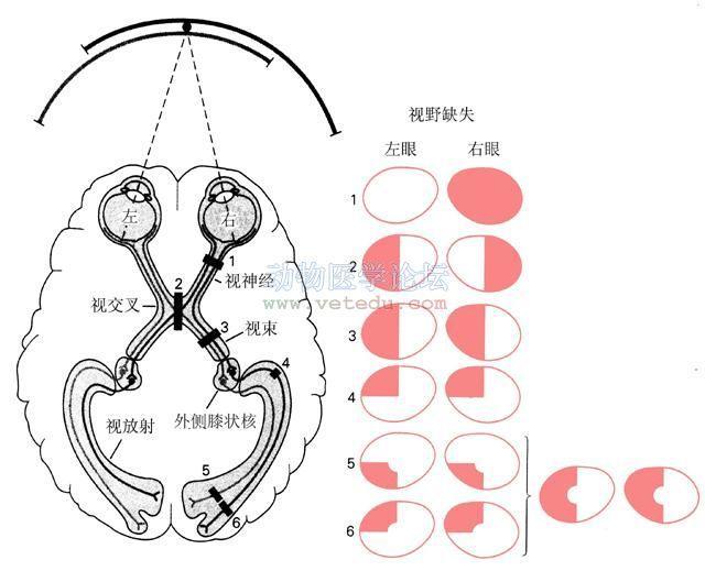 有关视觉传导通路的图片