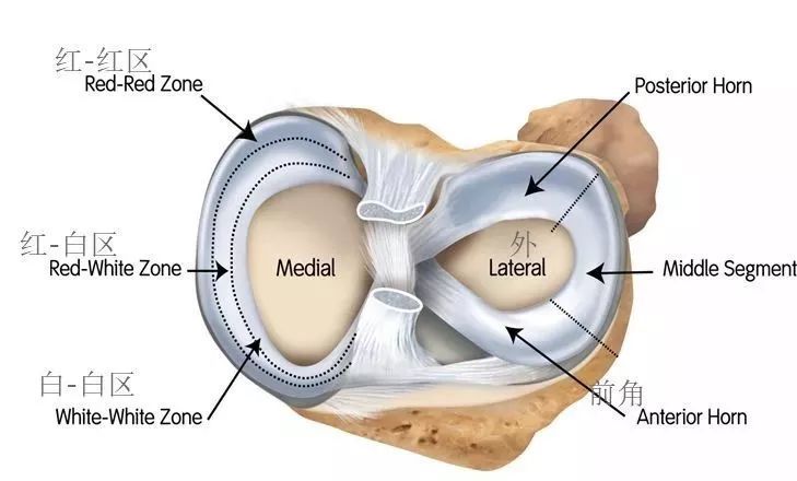 2半月板的分区在腘肌腱裂孔处外侧半月板与关节囊没有连接外侧半月板