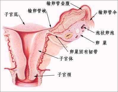 输卵管堵塞检查及化验 检查出我右边伞端有积液