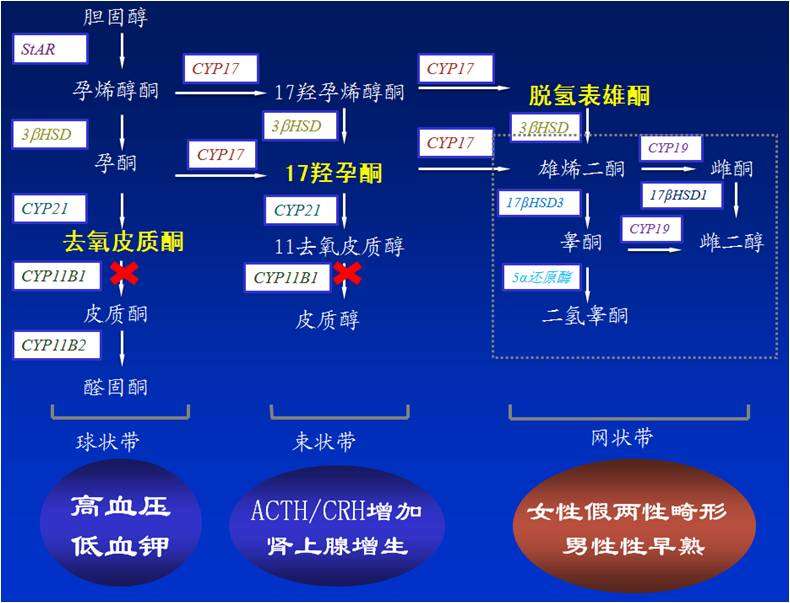 上海瑞金医院 孙首悦 文章列表>高血压,周期性血尿&