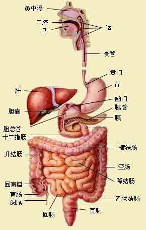 胃肠道腺体分泌的水解酶,肝脏分泌的胆汁以及肠道菌丛参与的酶促反应