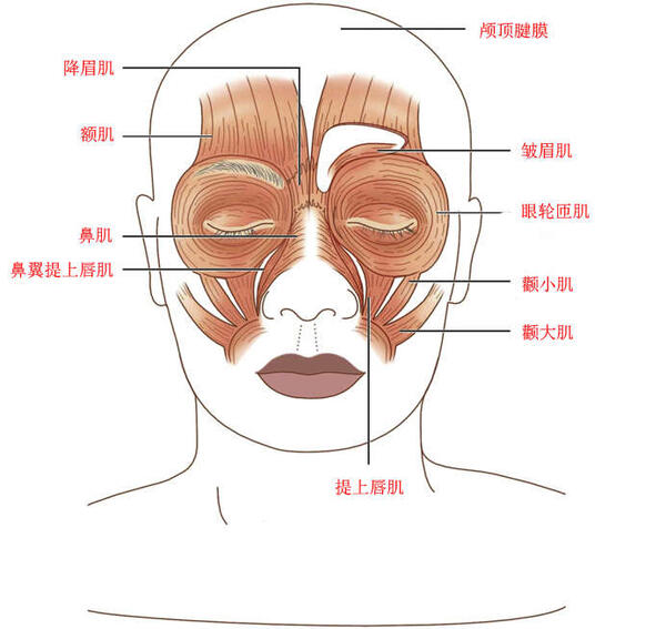 面部肌肉解剖圖
