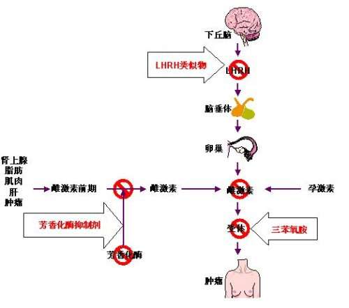 乳腺癌内分泌治疗基本药物概述