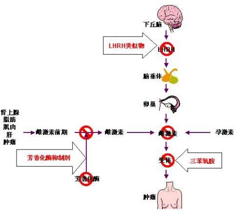 胺的问世成为乳腺癌内分泌药物治疗新的里程碑,九十年代第三代芳香化