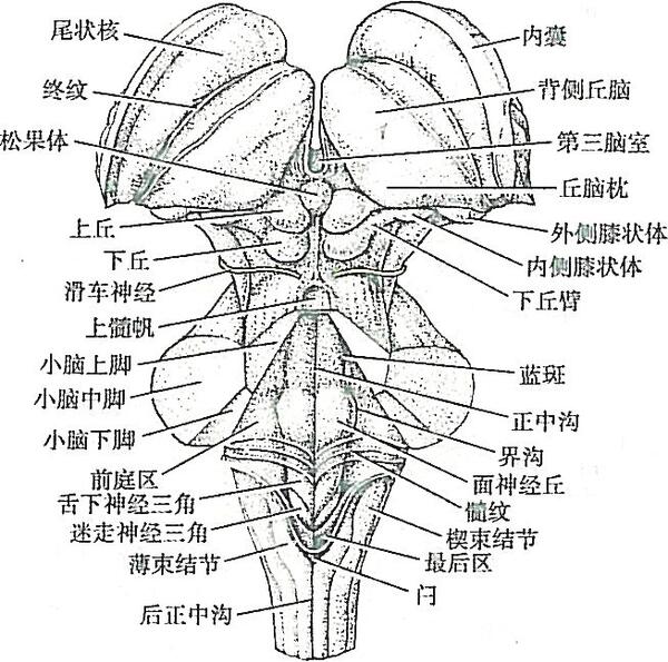 图1-2 脑干外形(腹侧面)图1-1脑的正中矢状切面脑干是位于脊髓和间脑