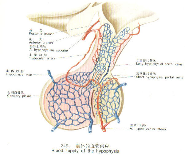 垂体的解剖 垂体瘤 疾病介绍