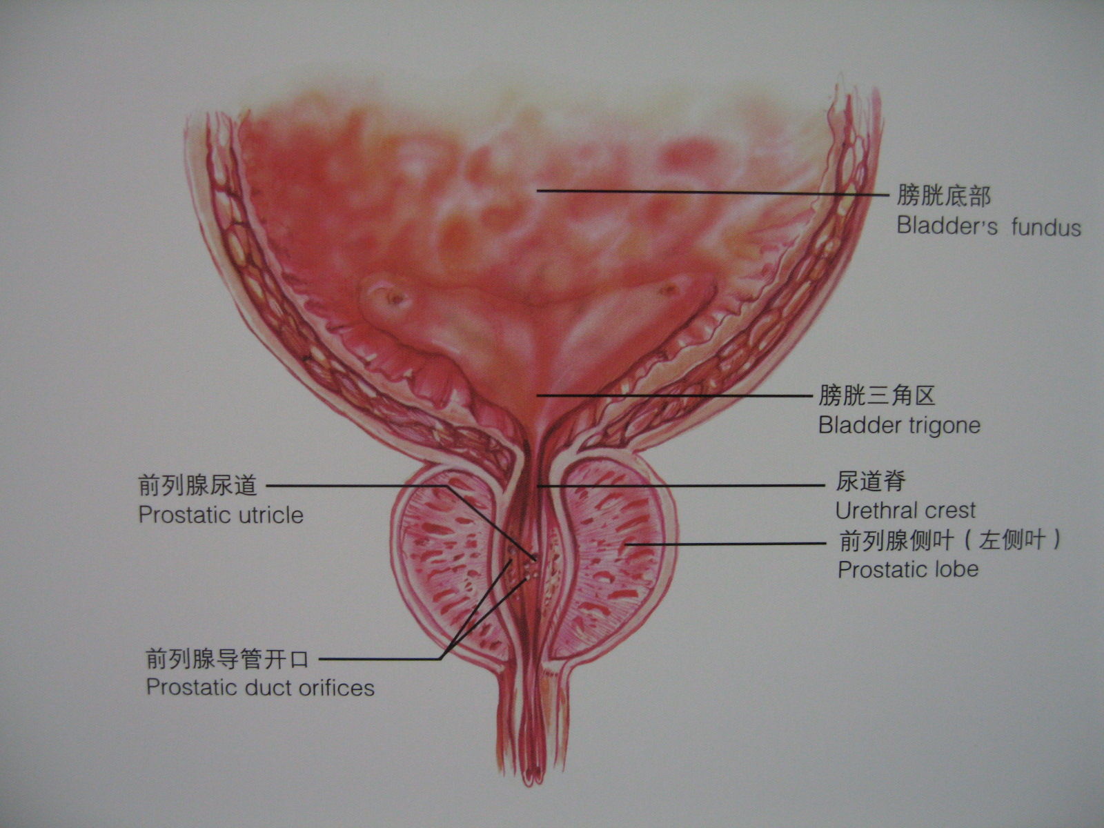 前列腺组织位置