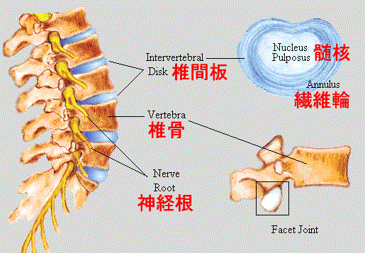 腰椎间盘位置图解图片