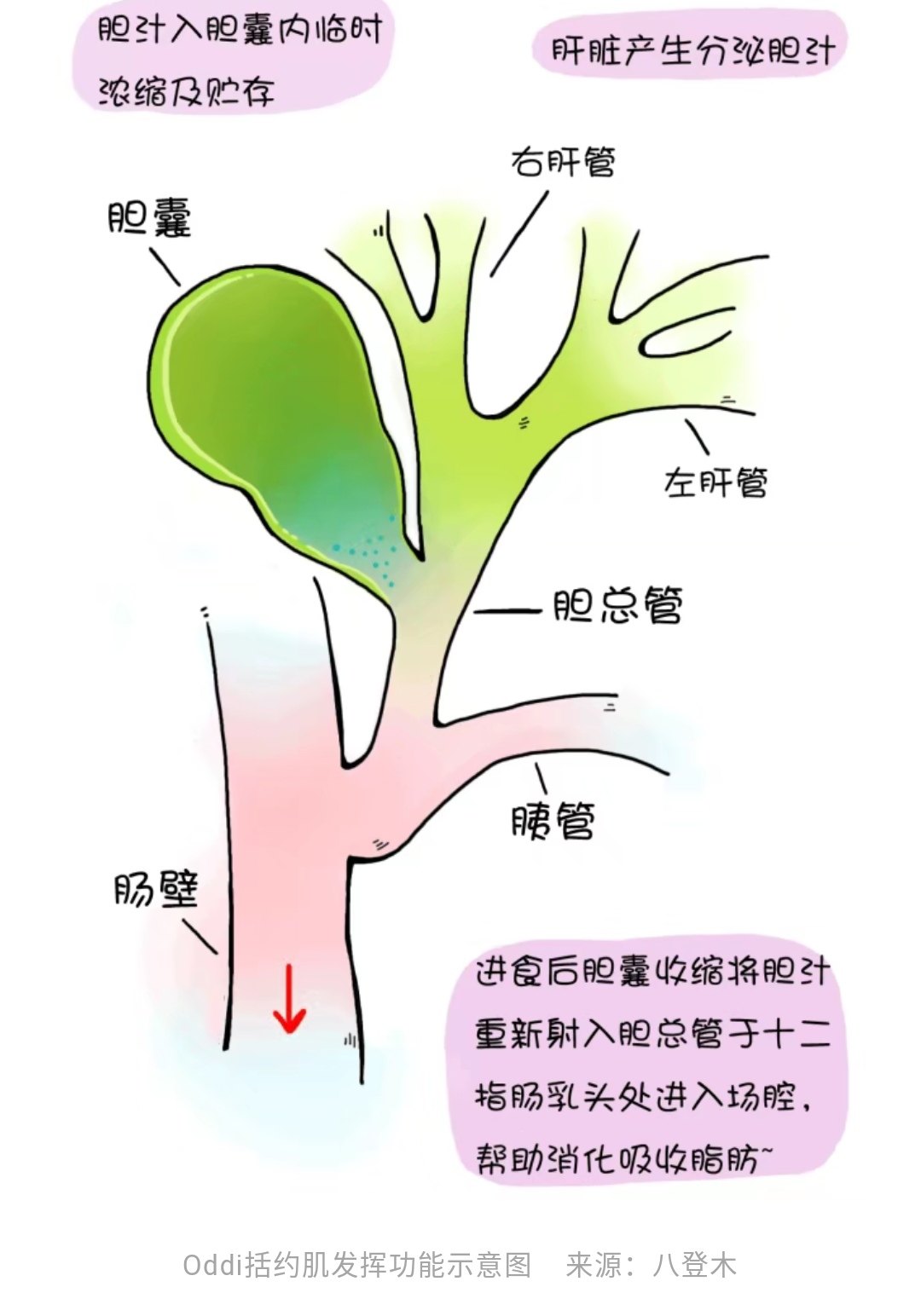 oddi括约肌痉挛图片