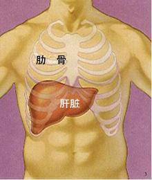 肝癌肝区疼痛位置图图片