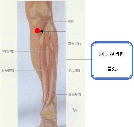 腘肌胫骨附着处.jpg