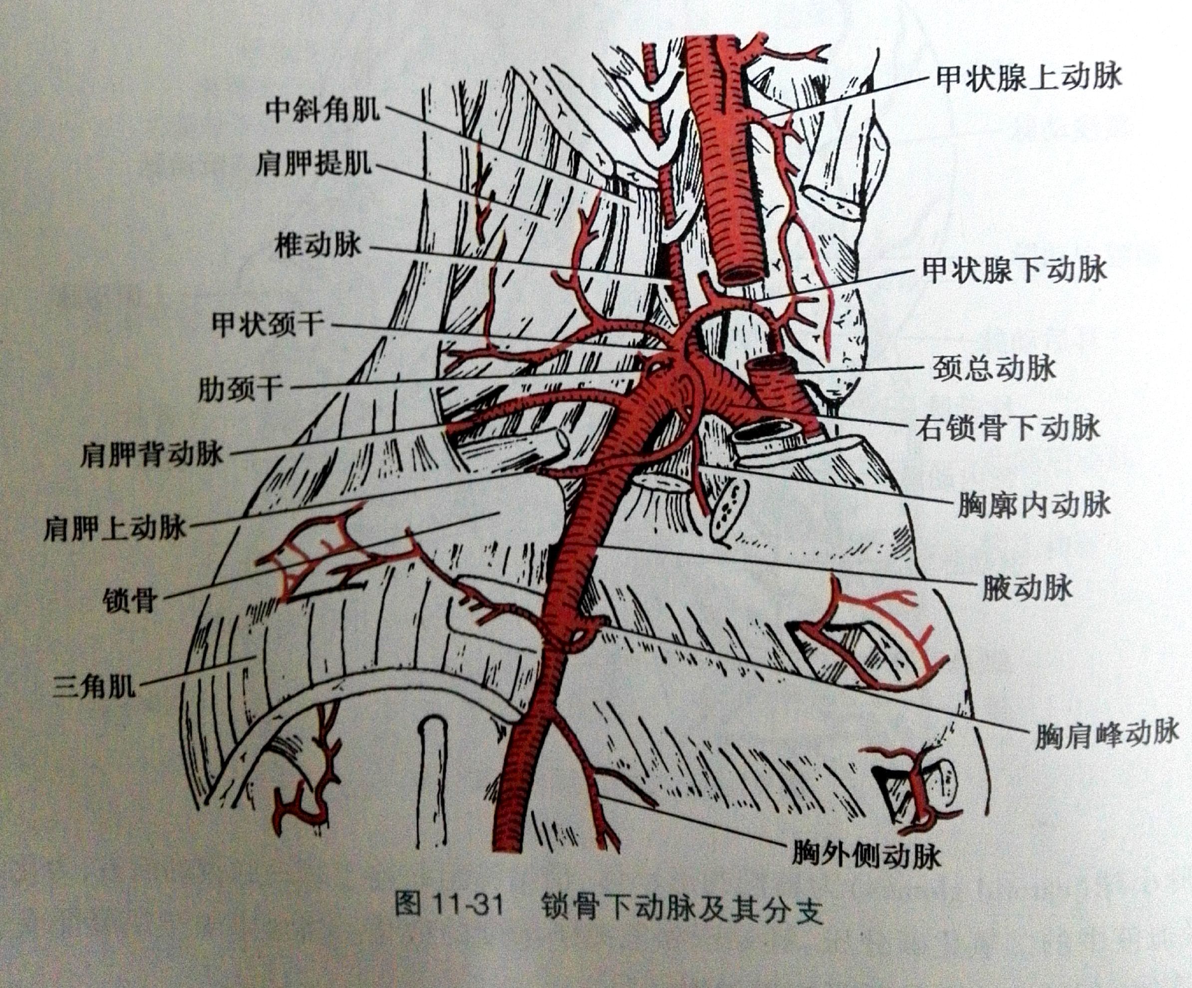 肋下动脉解剖图图片