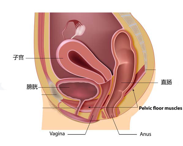 大家可以看一下在模型上进行的手术操作(mcdonald宫颈环扎术手术操作)