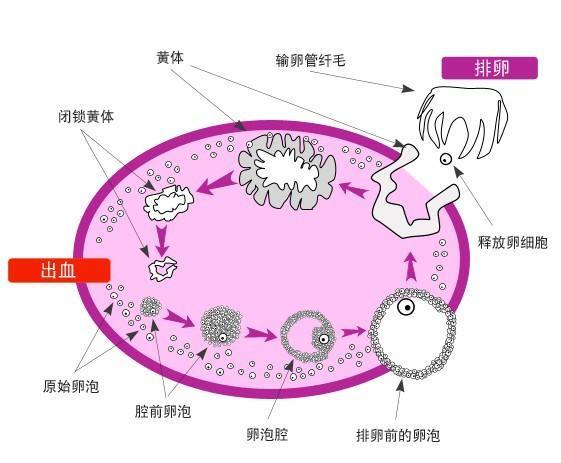 卵泡 2.jpg