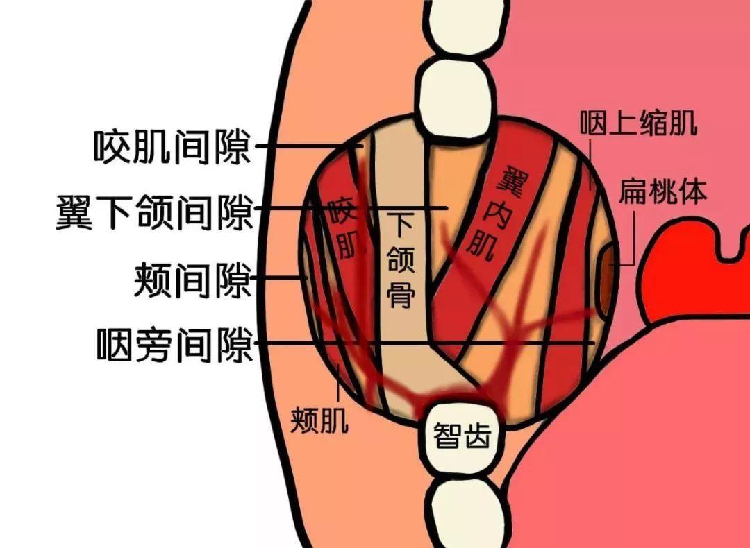 口腔颌面部间隙解剖图图片