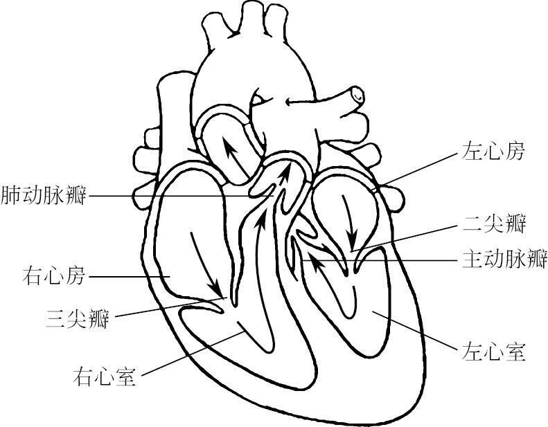心脏瓣膜及血流方向左心房构成心底的大部分,有四个入口,一个出口