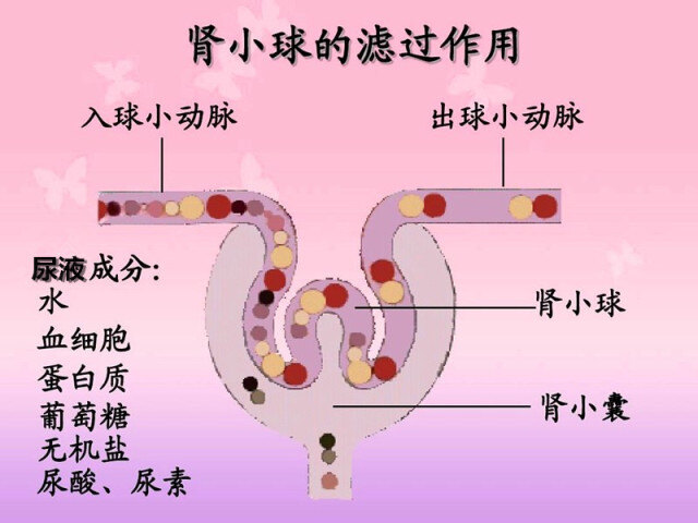 由于肾小球滤过膜的滤过作用和肾小管的重吸收作用,健康人尿中蛋白质