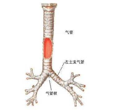气管杈平对图片