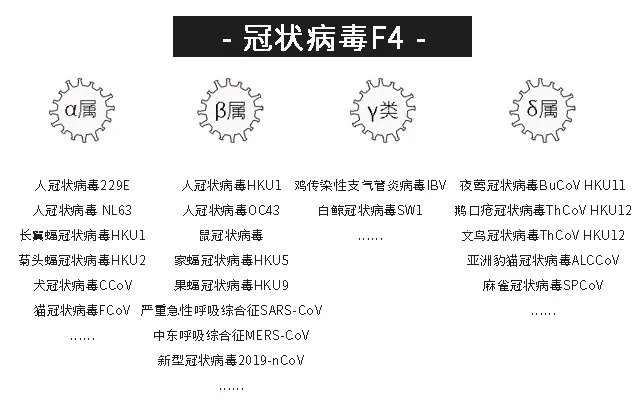 新型冠状病毒和新型冠状病毒肺炎,冠状病毒族谱