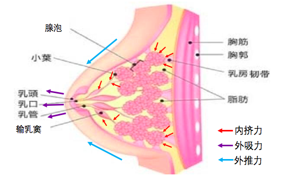 母乳喂养专题 七 奶阵 泌乳反射 是个什么鬼 乳腺炎 乳腺炎