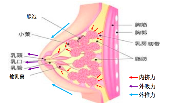 母乳喂养专题 七 奶阵 泌乳反射 是个什么鬼 乳腺炎 乳腺炎 母乳喂养专题 七 奶阵 泌乳反射 是个什么鬼 乳腺炎 乳腺炎