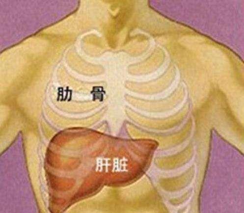 知何維護人體的化工廠一一肝臟