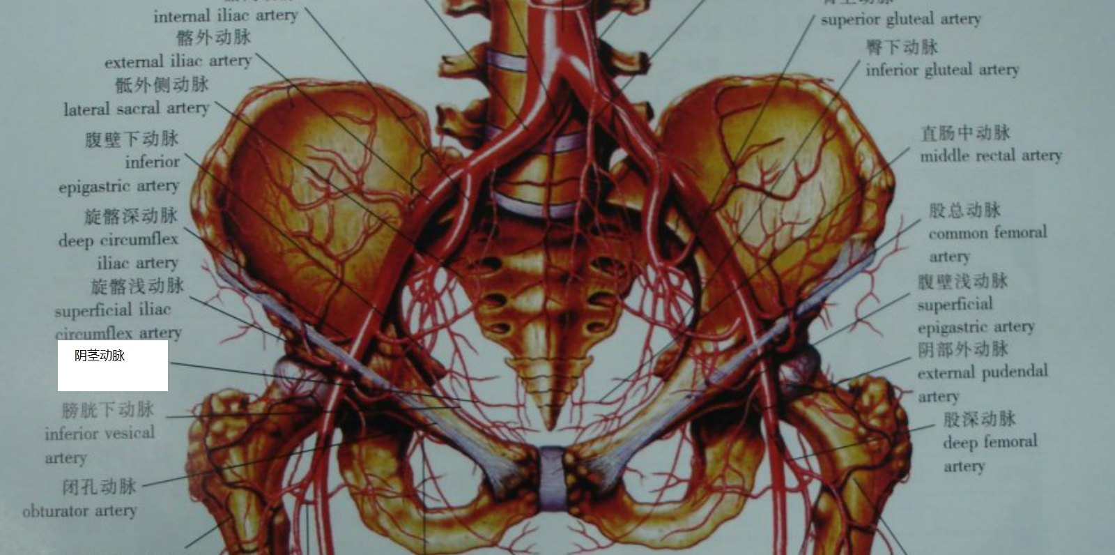 髂内动脉分支图片