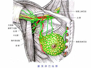 淺談腋窩淋巴結