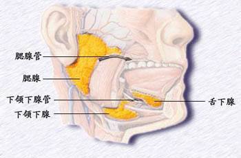 腮腺图片位置示意图图片