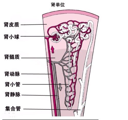 肾单位肾皮质的颜色暗红,质地软,密度均匀,里面布满了许许多多制造