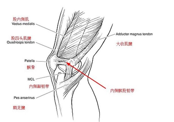 膝盖韧带结构图图片
