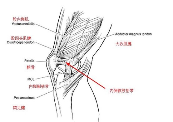 膝盖韧带图片解析正图图片