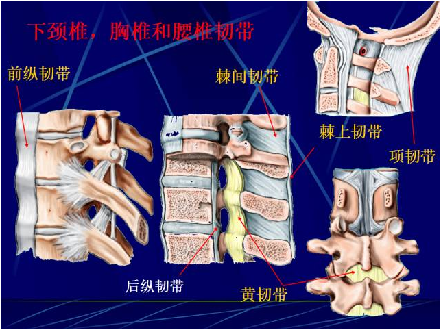腰椎冠状面解剖图图片