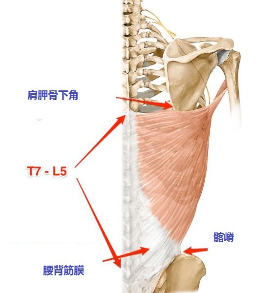 背阔肌的止点在哪里?