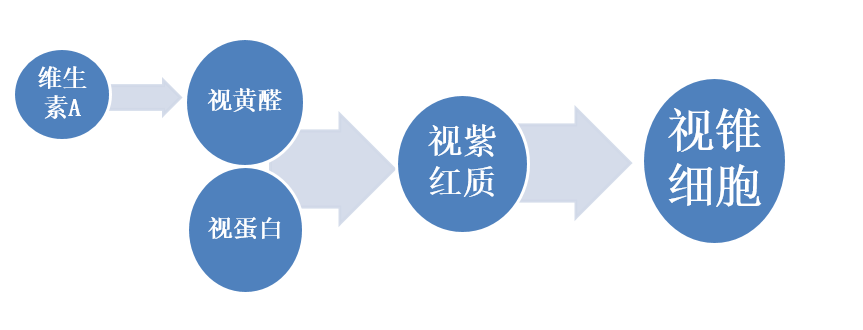 夜盲症的一束光