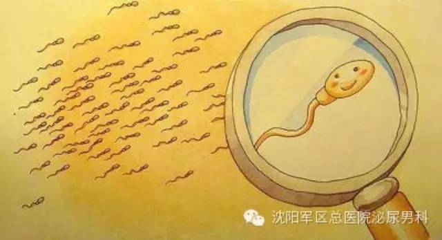 志强男科工作室科普(二十)--精子数够了就能怀