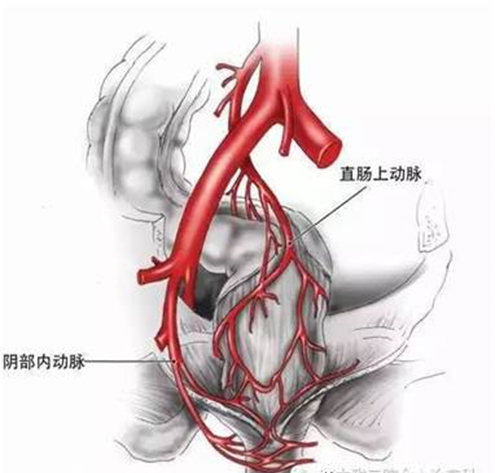 肛门附近动脉血管图解图片